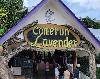 صورة 1 من [P] Cameron Lavender Garden ، Brinchang