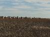 Image 5 of Cadillac Ranch, Amarillo