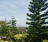 Image 4 of Pinehill Garden, Marang