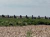 Image 8 of Cadillac Ranch, Amarillo